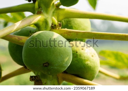 Organic green papaya ready to harvest.
