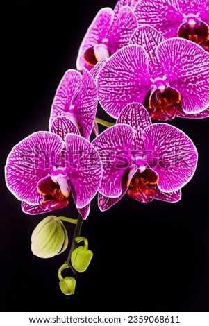 Close-up of moth orchid flowers with black background Royalty-Free Stock Photo #2359068611
