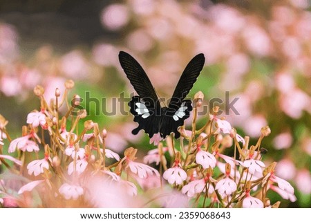 The butterfly on the pink Habenaria rhodocheila Hance  flower.