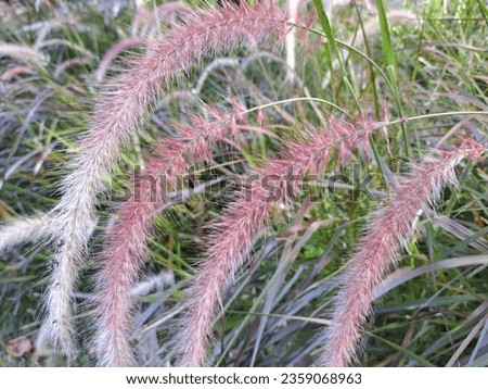 Pennisetum Plants Have Brownish Red Flowers Blooming in Summer in the Garden