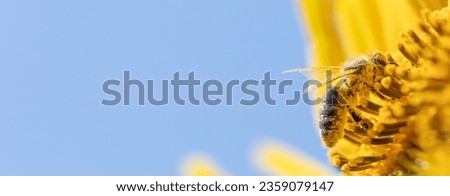 Selective Splendor: Bee on Sunflower in Macro View