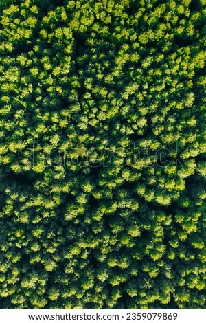 Sylvan Symphony: A High-Altitude View of the Summer Woodland