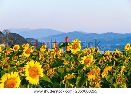 Sunshine morning and sunflower on the Mekong River, Chiang Khong, Chiang Rai Province, Thailand