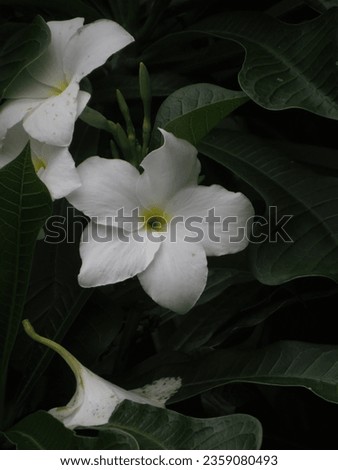 Plumeria pudica Flower
Non-edited picture
Best Quality