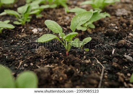Organic vegetable cultivation Raised bed gardening  Royalty-Free Stock Photo #2359085123