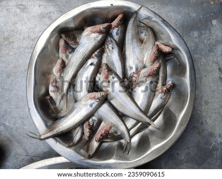 Pabda fish is a freshwater fish species. It is very tasty and has high nutrition value. So it has a great demand and high value in the market. Scientific name - Ompok pabda. Royalty-Free Stock Photo #2359090615