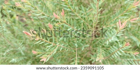 close up photo of micro eucalyptus ornamental small leaf plant in garden. This plant is also called a herbal plant which has a distinctive therapeutic aroma.