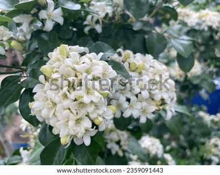 Flowers, fragrant plants, soft smell, wind breeze, easy to grow The tree has small flowers. Found in Thailand, beautiful colors white, purple, pink, yellow, beautiful colors can be used as colors web