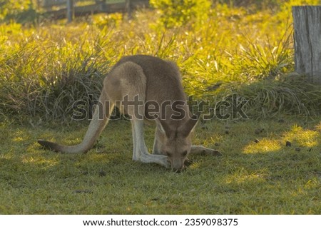 baby kangaroo eating in the nature wildlife