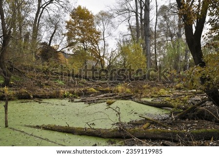 The Swamp in Poodří Protected Landscape Area in the autumn