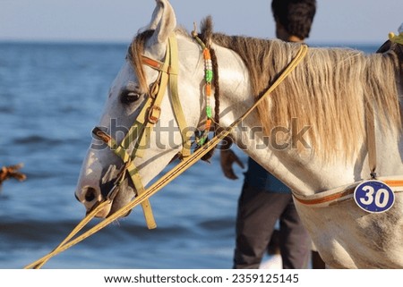 Riding horse beside the sea shore