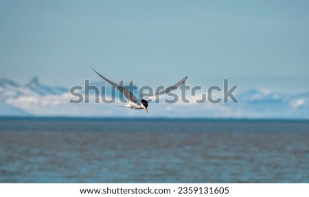 Arctic tern (Sterna paradisaea) flying over the waters of the Isfjorden in Svalbard, Norway Royalty-Free Stock Photo #2359131605