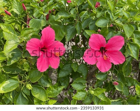 Hibiscus rosa-sinensis or kembang sepatu flower in a tree with green leaves on background. Beautiful flowers.