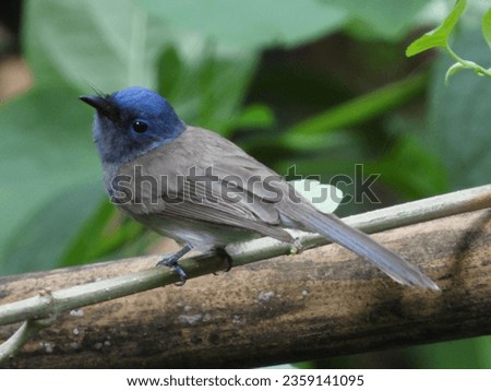 Birds on nature background, animal pictures, beautiful nature background.