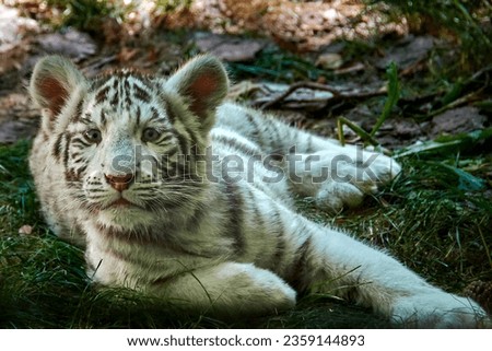 Tiger Facts Diet Habitat  Pictures