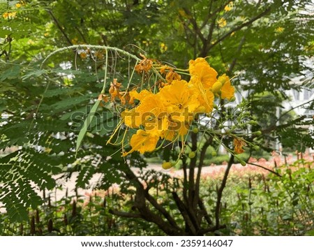 This stunning tropical flower in yellow from Hawaii is a Caesalpinia or Caesalpinia pulcherrima. Stunning with its sprays and unique shaped floral. Common names are also Poinciana, Peacock F