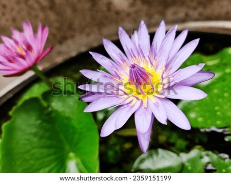 Environment outside is beautiful, fresh morning. Lotus are bloom only morning. Good day start.