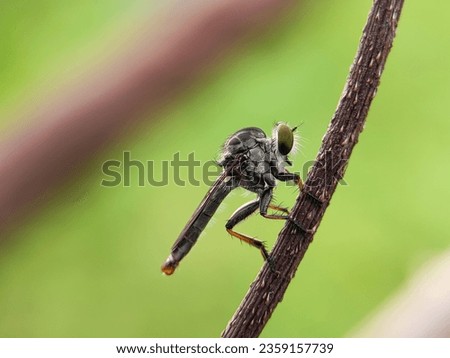 Macro photography of a robber fly. The Asilidae are the robber fly family, also called assassin flies. Robber Fly Standing on a twig. Royalty-Free Stock Photo #2359157739