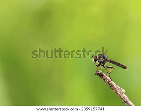 Macro photography of a robber fly. The Asilidae are the robber fly family, also called assassin flies. Robber Fly Standing on a twig. Royalty-Free Stock Photo #2359157741