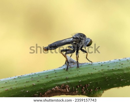 Macro photography of a robber fly. The Asilidae are the robber fly family, also called assassin flies. Robber Fly Standing on a twig. Royalty-Free Stock Photo #2359157743