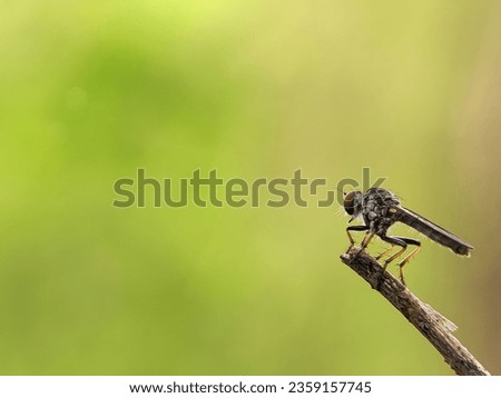 Macro photography of a robber fly. The Asilidae are the robber fly family, also called assassin flies. Robber Fly Standing on a twig. Royalty-Free Stock Photo #2359157745