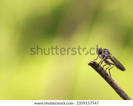 Macro photography of a robber fly. The Asilidae are the robber fly family, also called assassin flies. Robber Fly Standing on a twig. Royalty-Free Stock Photo #2359157747