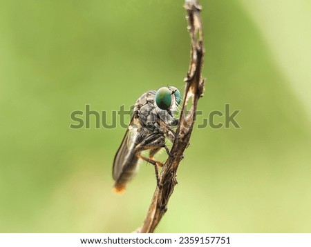 Macro photography of a robber fly. The Asilidae are the robber fly family, also called assassin flies. Robber Fly Standing on a twig. Royalty-Free Stock Photo #2359157751