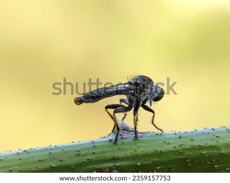 Macro photography of a robber fly. The Asilidae are the robber fly family, also called assassin flies. Robber Fly Standing on a twig. Royalty-Free Stock Photo #2359157753