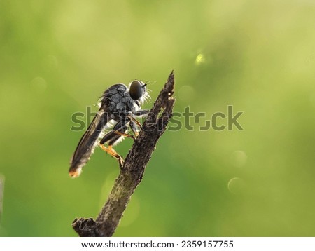 Macro photography of a robber fly. The Asilidae are the robber fly family, also called assassin flies. Robber Fly Standing on a twig. Royalty-Free Stock Photo #2359157755