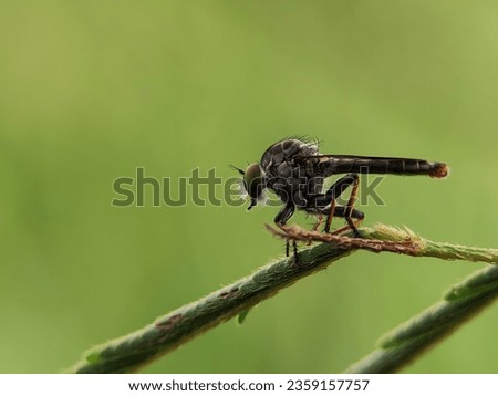 Macro photography of a robber fly. The Asilidae are the robber fly family, also called assassin flies. Robber Fly Standing on a twig. Royalty-Free Stock Photo #2359157757