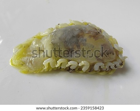 Isopod Tongue-Eating parasite called Cymothoa Exigua nurse their young babies. A tongue biter or tongue-eating louse. Isolated with white. Selective focus