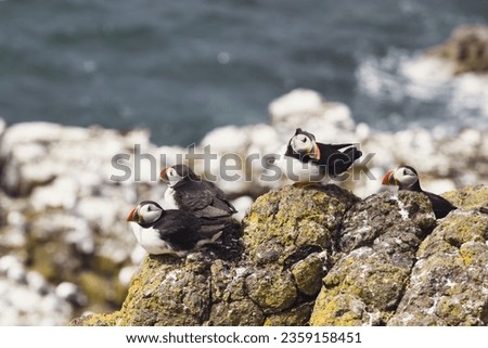 Puffin Social Circle: Four Puffins Engaging on a Coastal Rock