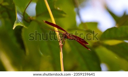 The scarlet dragonfly (Crocothemis erythraea) is a species of dragonfly in the family Libellulidae. Its common names include broad scarlet, common scarlet-darter.