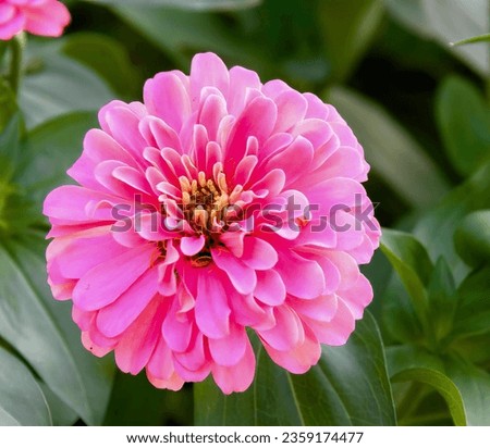 a photography of a pink flower with green leaves in the background, daisy flower with pink petals and green leaves in a garden.