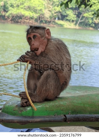 A picture of monkey sitting while trying to eat a rope