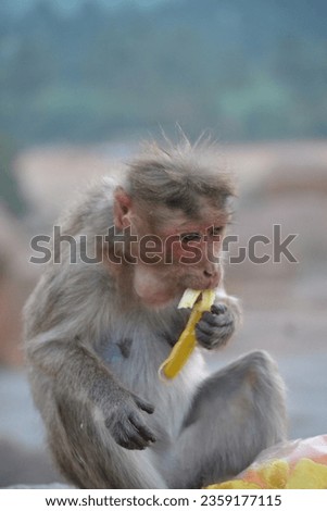Indian Monkey eating banana taken in nikon d3100 Royalty-Free Stock Photo #2359177115
