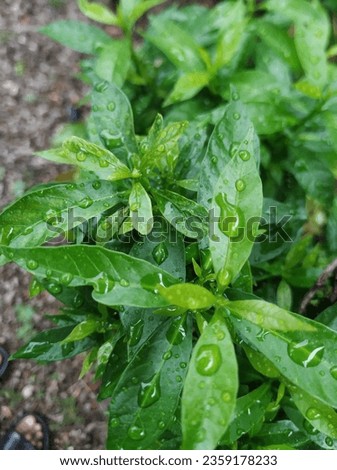 The picture of nature. Beautiful raindrops in a green plant. image after a heavy rain fall. The picture of the nature. Beautiful greenary. dew drops in green leaf. Amazing nature.