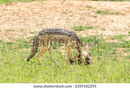 A Black-backed Jackal has scavenged the muzzle of a kudu killed by lions nearby. The jackal lives in pairs in a territory they regularly patrol. They are alert and intelligent and nimble. Royalty-Free Stock Photo #2359182295