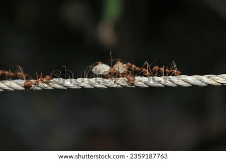Fire ants on a rope