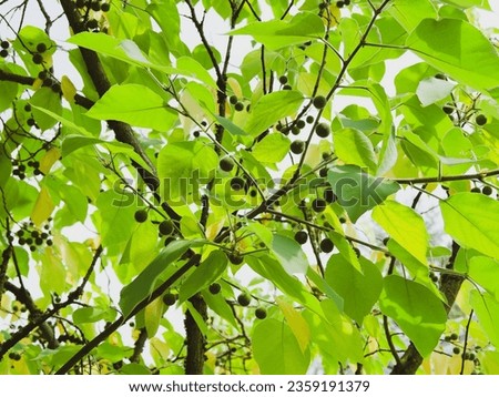 Celtis occidentalis | Common Hackberry or Nettletree. Pendulous branches and branchlets bearing pointed ovate-lanceolate yellowish-green leaves, serrated margins and unripe fleshy oblong drupes hangin Royalty-Free Stock Photo #2359191379