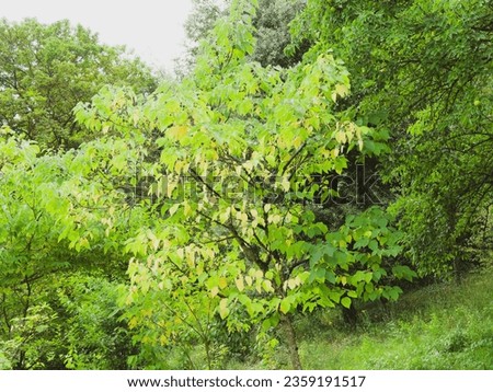 Celtis occidentalis | Common Hackberry or Nettletree as landscape and ornamental  tree in a park
 Royalty-Free Stock Photo #2359191517