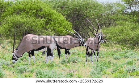 The Gemsbok, characterized by their striking black and white facial markings and long, straight horns, command attention with their elegant and powerful presence.