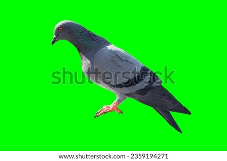 pigeon bird catching stand side view isolated on green screen with clipping path for video graphics design animal object