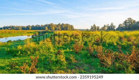 Reed and trees along a lake in wetland in sunlight in summer, Almere, Flevoland, The Netherlands, September, 2023