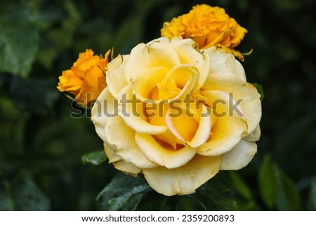 Yellow hybrid tea rose close up