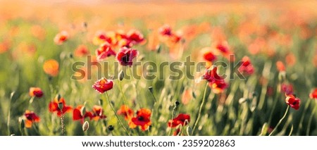 Red poppies on a green field. Soft focus, shallow DOF.
