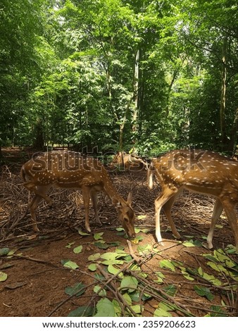 Picture of deers in forest eating green leaves. The solitude and peace of jungle