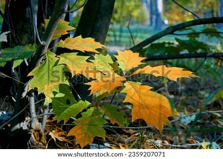 Autumn golden picture.branches with bright yellow orange leaves in shadow                               