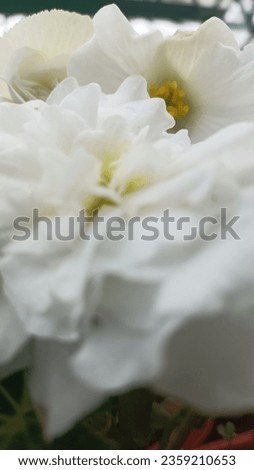Beauty of white good morning flower
