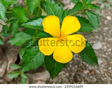 Turnera ulmifolia plant which has yellow flowers